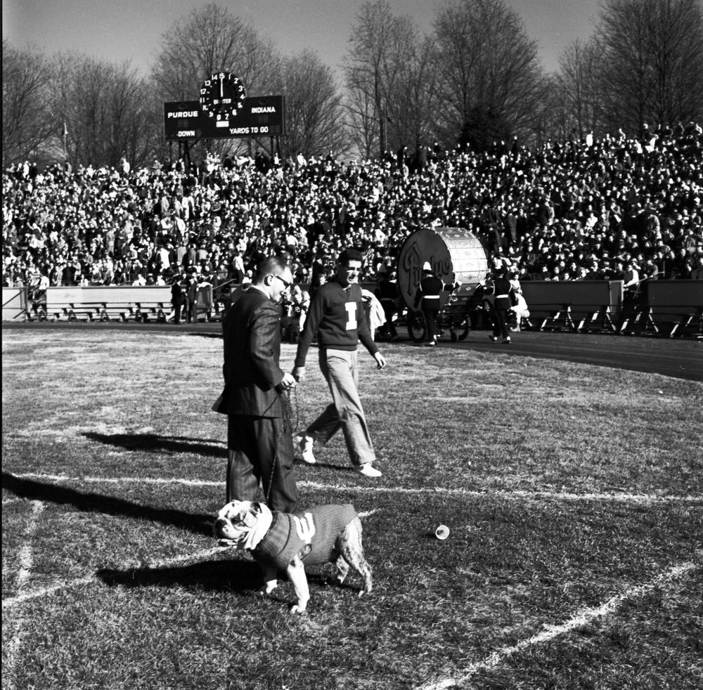 A photo of a bulldog on the sidelines of a 1950s Indiana University sporting event